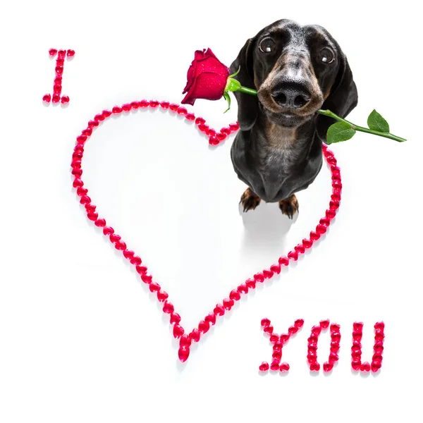 Λουκάνικο Dachshund Σκυλί Για Valentines Αγάπη Σχήμα Καρδιάς Την Αγάπη — Φωτογραφία Αρχείου