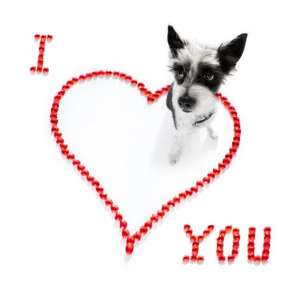 Barboncino Terrier Cane San Valentino Amore Forma Cuore Con Amo — Foto Stock