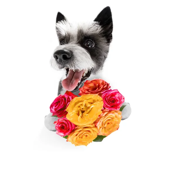 父母的情人节贵宾犬 开着爱花 与白色背景或婚礼隔离 — 图库照片