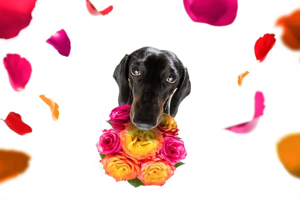 Dia Dos Namorados Mães Pais Cão Salsicha Dachshund Com Flores — Fotografia de Stock