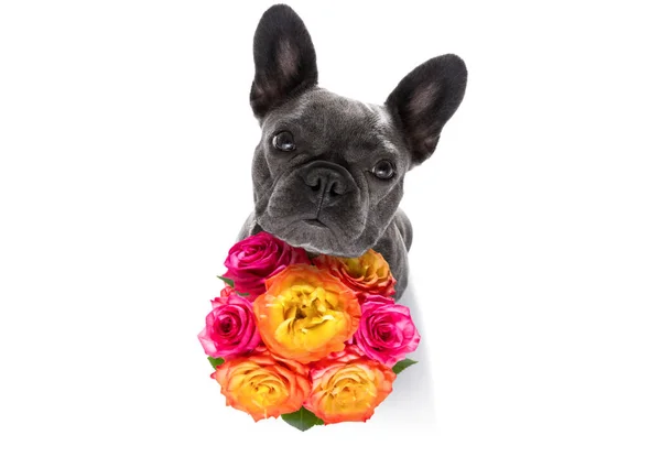Valentiner Mödrar Och Fäder Dag Fransk Bulldogg Med Kärlek Blommor — Stockfoto