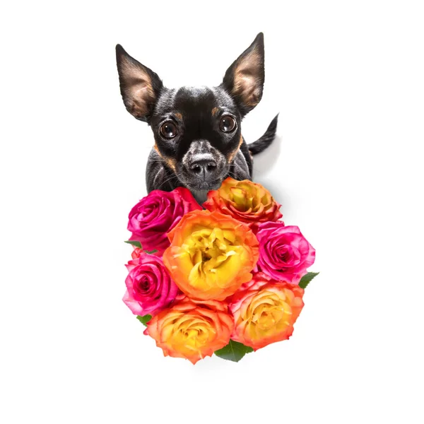 Valentijn Moeders Vaders Dag Praag Ratter Hond Met Liefde Bloemen — Stockfoto