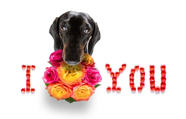 Valentines Μητέρες Και Πατέρες Ημέρα Dachshund Λουκάνικο Σκυλί Λουλούδια Αγάπης — Φωτογραφία Αρχείου