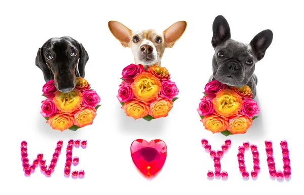 Dia Dos Namorados Mães Pais Grupo Cães Com Flores Amor — Fotografia de Stock