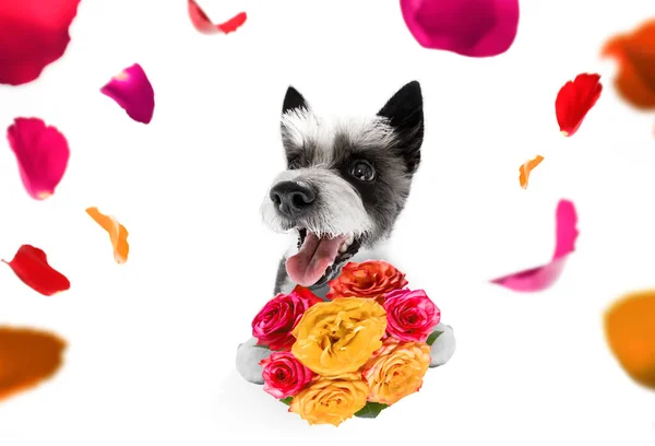 Valentijnsdag Poedel Hond Met Liefde Bloemen Geïsoleerd Witte Achtergrond Bruiloft — Stockfoto