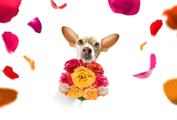 Valentijn Moeders Vaders Dag Chihuahua Hond Met Liefde Bloemen Geïsoleerd — Stockfoto