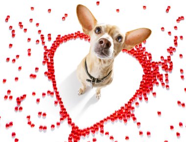 Sevgililer Günü 'nde Chihuahua köpeği kalp şeklini sever. Seni seviyorum.