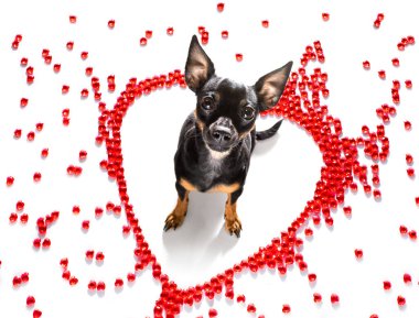 Sevgililer gününde Prag faresi köpek. Sevgi dolu. Seni seviyorum.