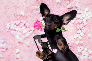 Sosis dachshund köpek bakıyor ve sana bakıyor, arka plan olarak marşmelov dolu yatakta uzanmış, aşık, ağzında pembe bir gül, akıllı telefondan selfie çekiyor.