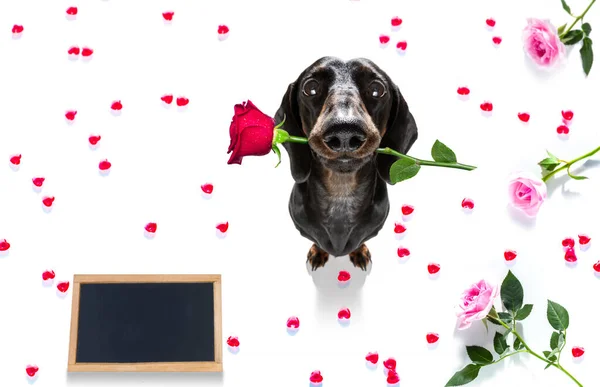 Wurst Dackel Hund Auf Valentinstag Liebe Herzform Mit Ich Liebe — Stockfoto