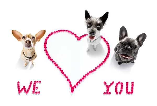 Gruppe Reihe Team Von Hunden Auf Valentines Liebe Herzform Mit — Stockfoto