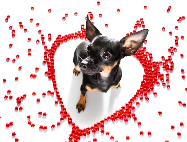 Praga Ratter Cane Valentines Amore Cuore Forma Con Amo Segno — Foto Stock