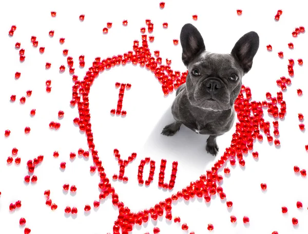 French Bulldog Dog Valentines Love Heart Shape Love You Sign — Stock Photo, Image