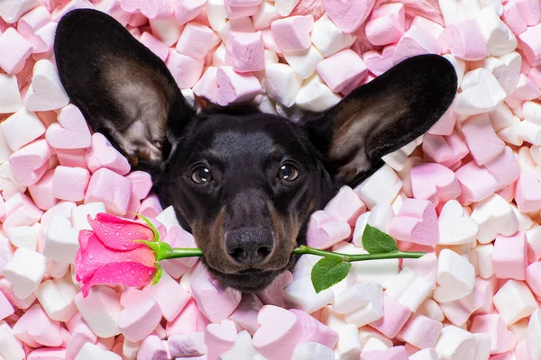 Salsicha Dachshund Cão Olhando Olhando Para Você Enquanto Deitado Cama — Fotografia de Stock