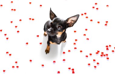 Sevgililer gününde Prag faresi köpek. Sevgi dolu. Seni seviyorum.