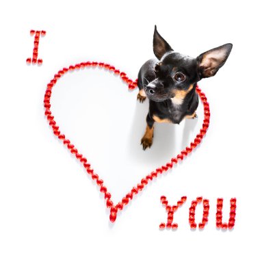 Sevgililer gününde Prag faresi köpek. Sevgi dolu. Seni seviyorum.