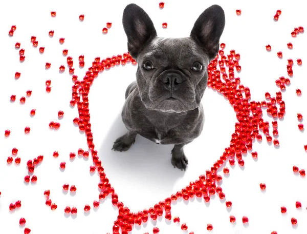 Sevgililer Gününde Fransız Buldog Kalp Şeklini Sever Seni Seviyorum Şaretini — Stok fotoğraf
