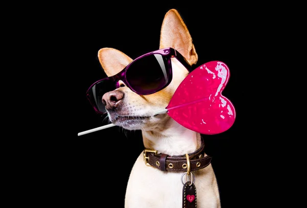 Güneş Gözlüklü Havalı Poz Veren Chihuahua Köpeği Siyah Arka Planda — Stok fotoğraf