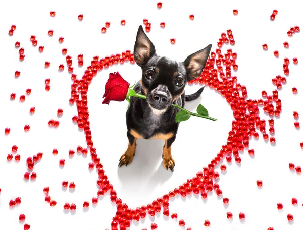 Praga Ratter Perro Valentines Amor Corazón Forma Con Amo Signo — Foto de Stock