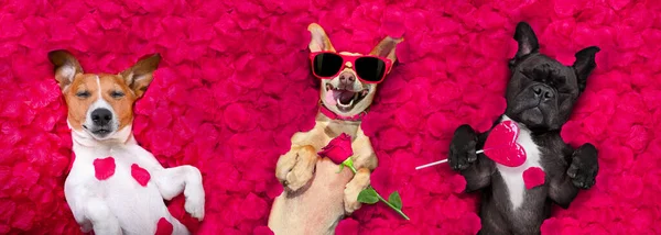 Пара Собак Лежать Ліжку Повні Пелюсток Червоної Троянди Фон Закохана — стокове фото