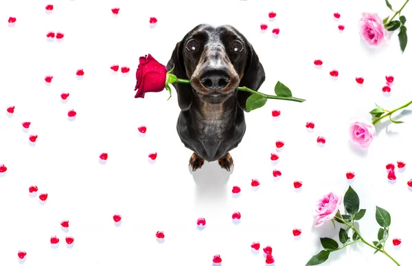 Wurst Dackel Hund Auf Valentinstag Liebe Herzform Mit Ich Liebe — Stockfoto