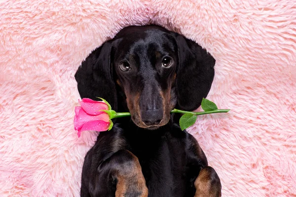 Worst Teckel Hond Kijken Staren Naar Terwijl Liggend Bed Vol — Stockfoto