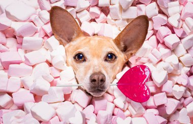 Chihuahua köpeği sana bakıyor ve bakıyor, arka plan olarak marşmelov dolu yatakta uzanırken, aşk içinde, pembe lolipop ya da lolipop gibi