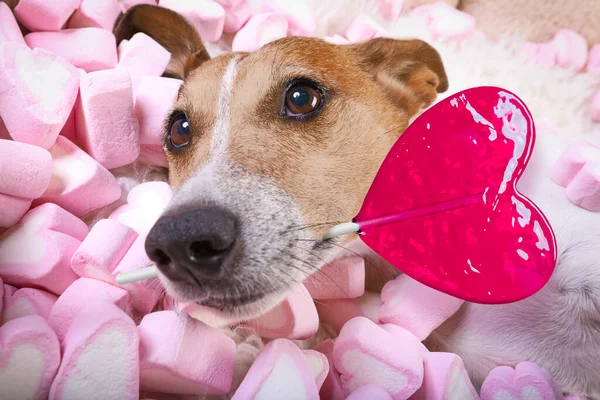 罗斯塞尔的狗看着你 凝视着你 躺在床上 全身都是棉花糖 爱着你 粉红的棒棒糖或棒棒糖 — 图库照片