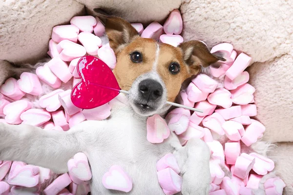 Jack Russell Hond Kijken Staren Naar Terwijl Liggend Bed Vol — Stockfoto