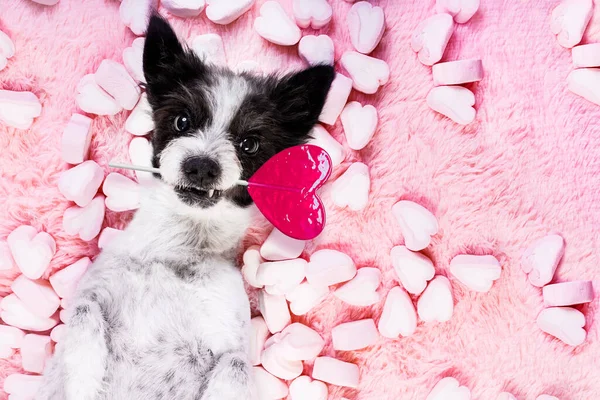 Cão Poodle Olhando Olhando Para Você Enquanto Deitado Cama Cheia — Fotografia de Stock