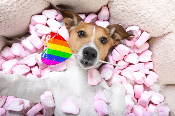 Jack Russell Gej Duma Pies Walentynki Podczas Leżąc Łóżko Pełne — Zdjęcie stockowe