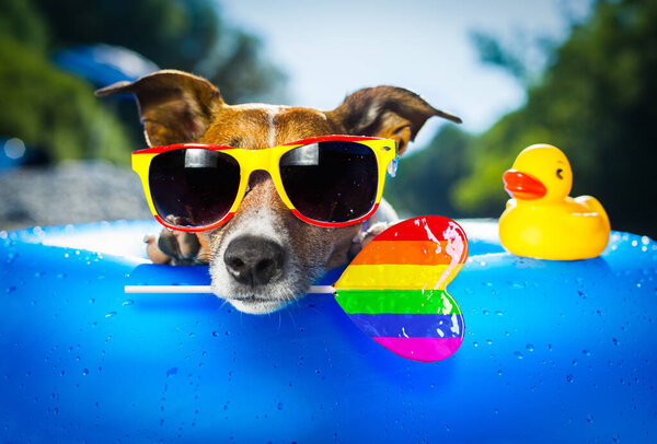jack russell dog on  blue air mattress in gay pride in summer vacation at the beach or river   in water refreshing rainbow candy stick or lollipop