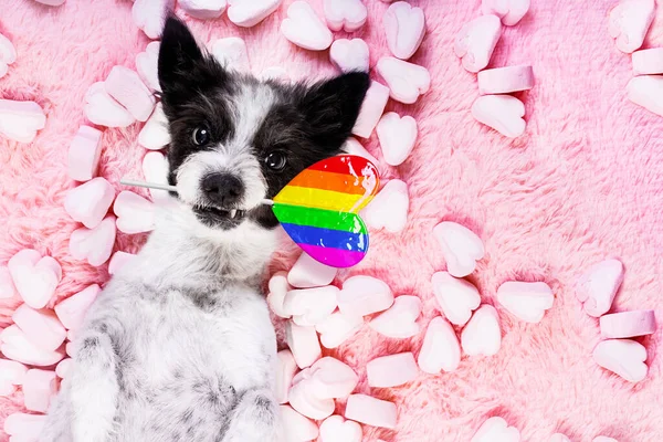 Poodle Gay Orgulho Cão Olhando Valentines Enquanto Deitado Cama Cheia — Fotografia de Stock