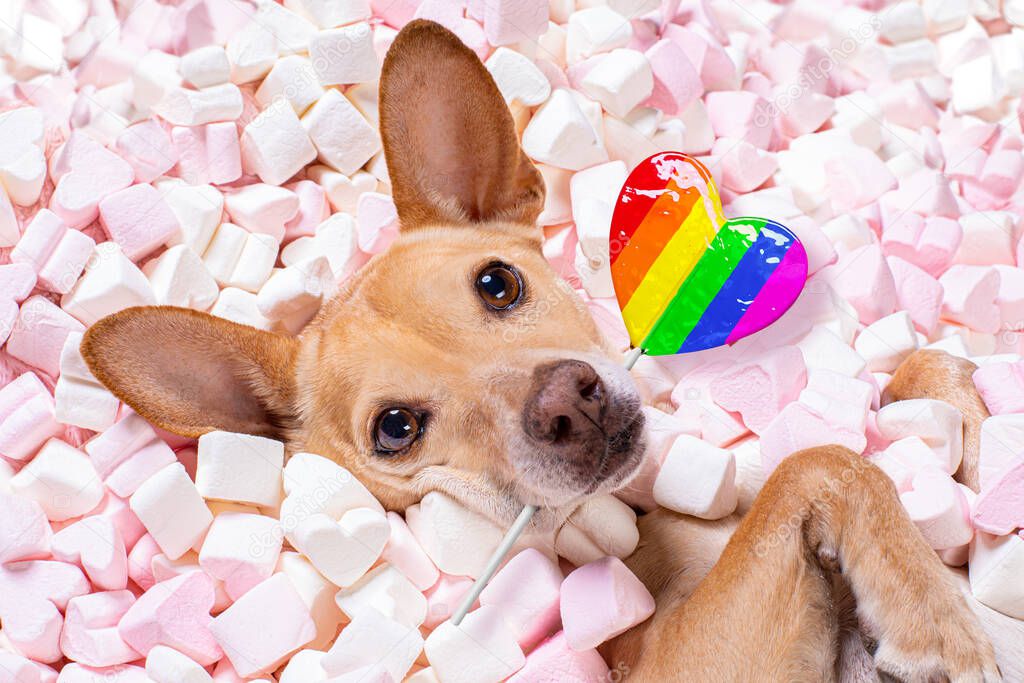 chihuahua gay pride dog on valentines   ,while lying on bed full of marshmallows as background  , in love, pink lolly or lollypop