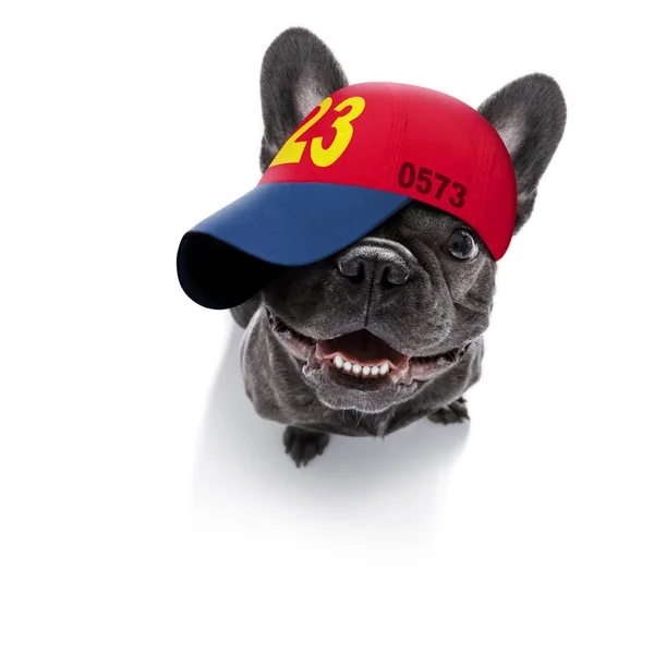 Cool Look Casual Bulldog Francés Con Una Gorra Béisbol Sombrero — Foto de Stock