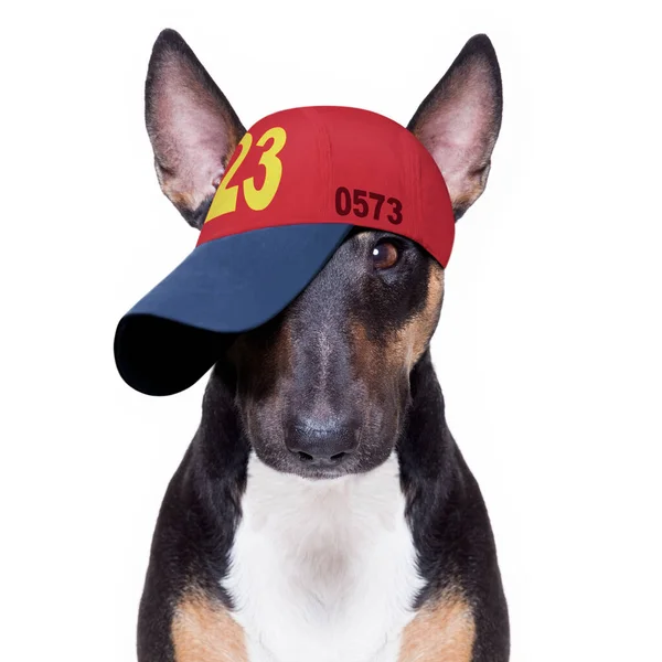 Cool Casual Wygląd Pit Bull Terrier Pies Noszenie Czapki Baseballowej — Zdjęcie stockowe