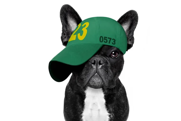 Cool Casual Look French Bulldog Dog Playing Tennis Cap Hat — Stock Photo, Image