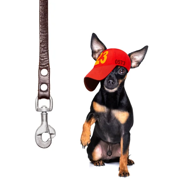 Cool Casual Look Prague Ratter Dog Wearing Baseball Cap Hat — Stock Photo, Image