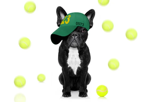 Cool Look Casual Bulldog Francés Jugando Tenis Con Gorra Sombrero — Foto de Stock