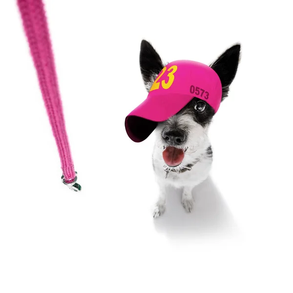 头戴棒球帽 头戴棒球帽 体态活泼 体格匀称 准备散步和系带的狗 — 图库照片
