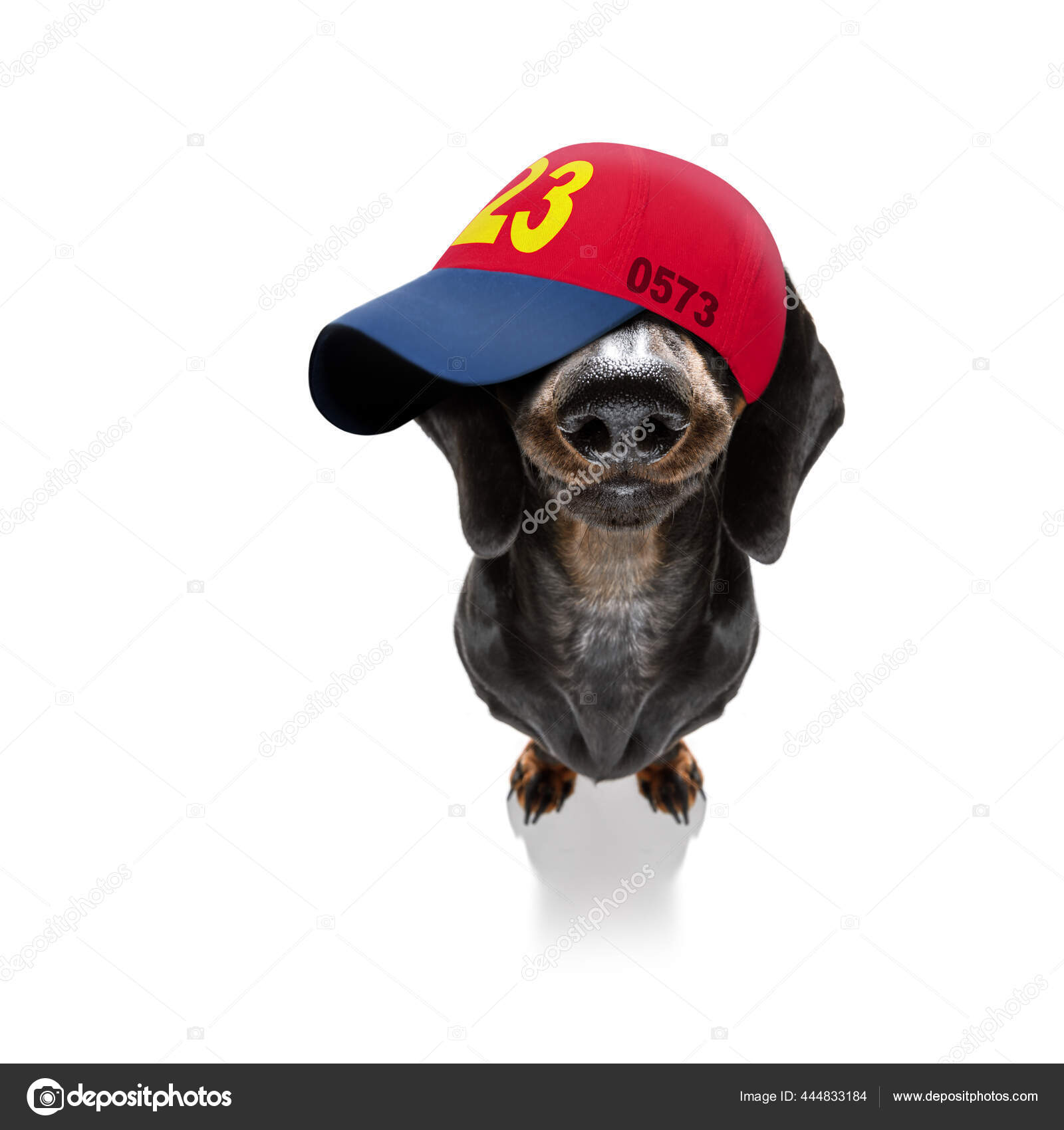Cool Casual Look Dachshund Dog Wearing Baseball Cap Hat Sporty