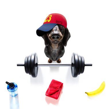 Fitness sosisi dachshund köpeği ağır bir dambılı kaldırıyor, kişisel antrenör olarak, beyaz arka planda izole edilmiş ve bir muz meyvesi
