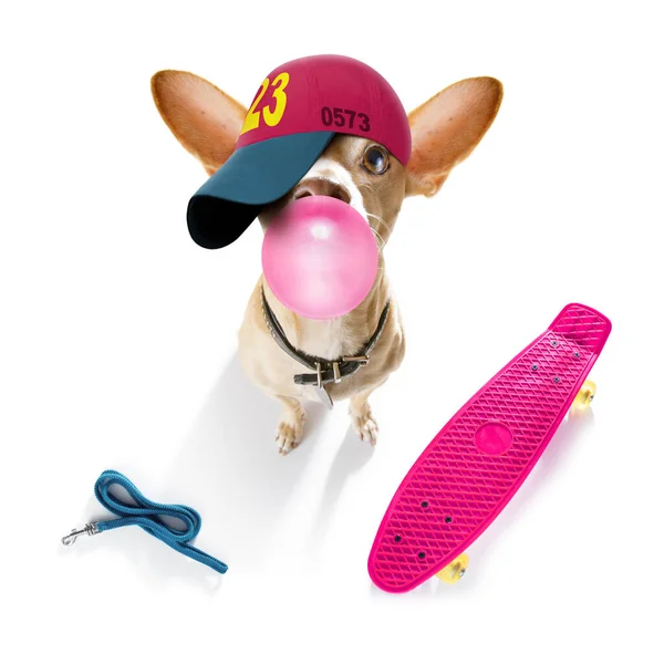 Cool Casual Look Chihuahua Dog Wearing Baseball Cap Hat Sporty — стоковое фото