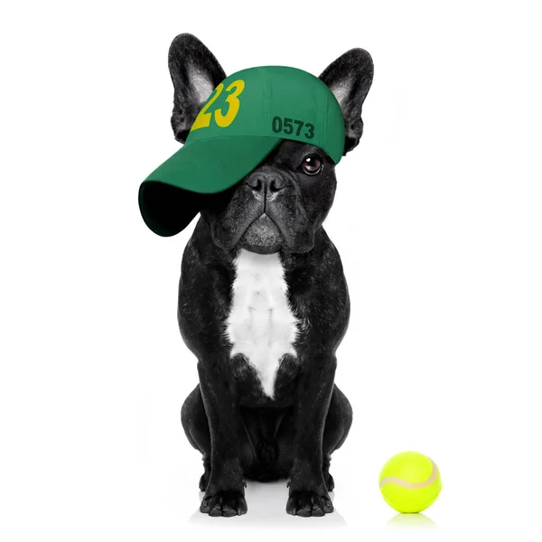 Cool Look Casual Bulldog Francés Jugando Tenis Con Gorra Sombrero — Foto de Stock