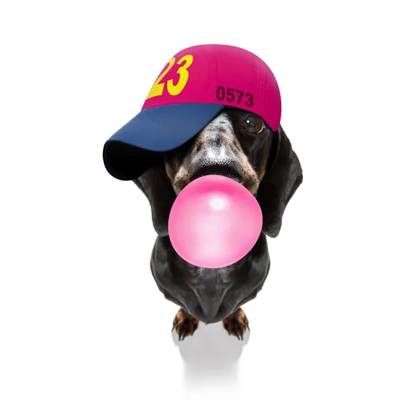 头戴棒球帽 头戴棒球帽 体态健美 嚼泡泡糖的狗 — 图库照片