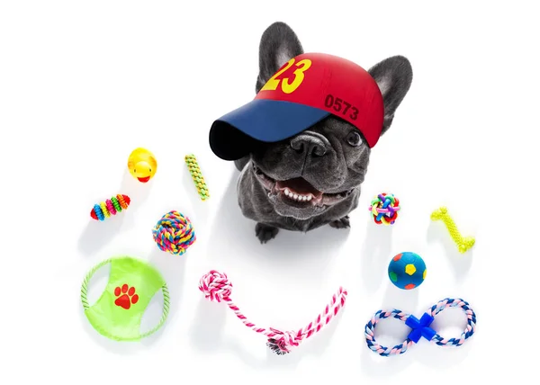 法国斗牛犬 头戴棒球帽或棒球帽 带着白色背景的玩具 — 图库照片