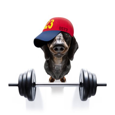 Fitness sosisi dachshund köpeği ağır bir dambılı kaldırıyor, kişisel antrenör olarak, beyaz arka planda izole edilmiş ve bir muz meyvesi