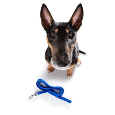 Minyatür Boğa Teriyeri köpeği beyaz arka planda izole edilmiş deri tasmalı sahibi ile yürümeye hazır.
