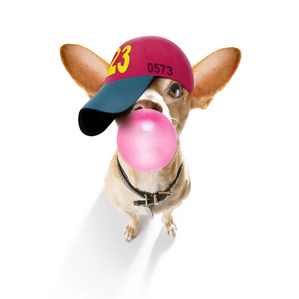 Cool Casual Look Chihuahua Perro Con Una Gorra Béisbol Sombrero — Foto de Stock