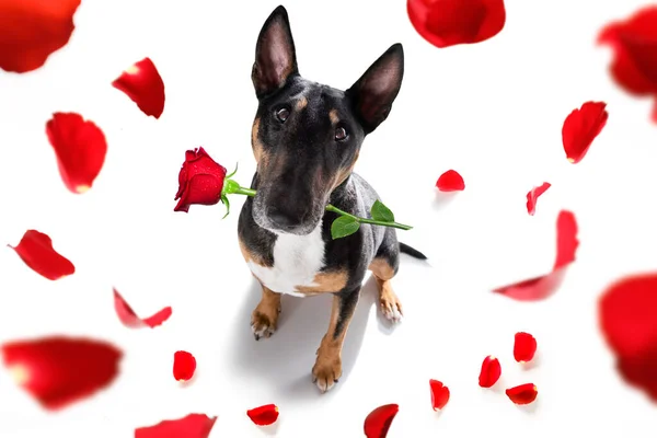 Miniature Bull Terrier Σκυλί Για Valentines Αγάπη Σχήμα Καρδιάς Την — Φωτογραφία Αρχείου